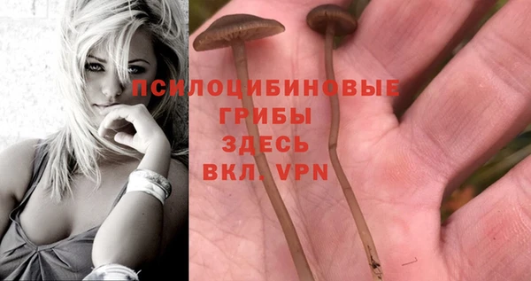 шишки Верея
