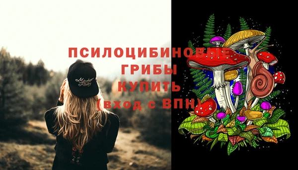 шишки Верея